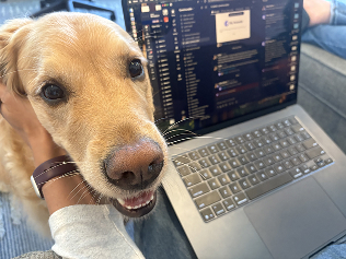 A photo of a cute golden retreiver hanging out with the Constructable team at the office while they work.